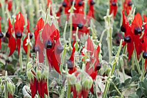 Sturts Desert Pea