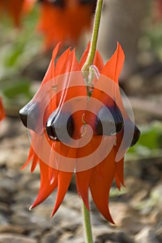 Sturts Desert Pea