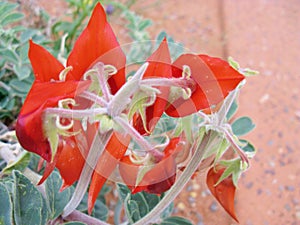 Sturts desert pea is native to australia