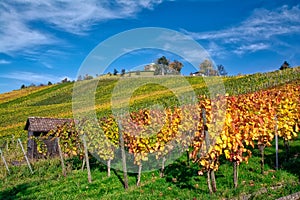 Stuttgart Germany Grabkapelle Vineyards Autumn Fall Season Beaut