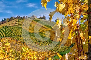 Stuttgart Germany Grabkapelle Vineyards Autumn Fall Season Beaut