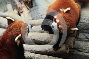 Styan's Red Panda