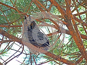 Stygian owl, Asio stygius photo