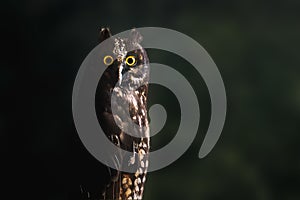 Stygian Owl - Nocturnal Bird photo