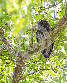 Stygian Owl looking down