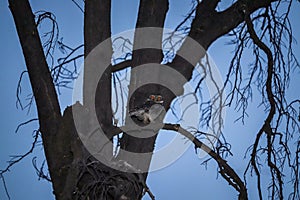 Stygian owl perched on a tree branch in the forest photo