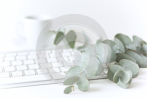 Styled composition with eucaluptus