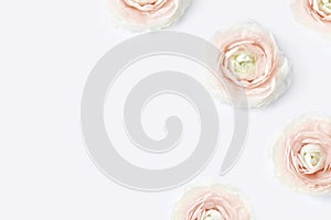 Styled stock photo. Feminine desktop mockup with blush pink buttercup flowers, Ranunculus, on white table background