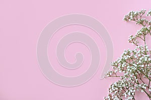 Styled stock photo. Feminine wedding, birthday desktop mockup with baby`s breath Gypsophila flowers. Pink background