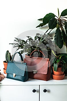 Styled teal and brown lifestyle fashion leather bag surrounded by indoor plants zygocactus euphorbia cactus greenery in terracota photo