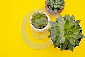 Styled work space. Echeveria Succulent Flower Plants on yellow background. Copy space. Flat lay, top view