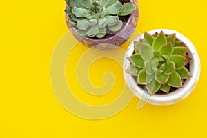 Styled work space. Echeveria Succulent Flower Plants on yellow background. Copy space. Flat lay, top view