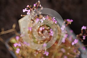 Stylidium debile closeup flowers