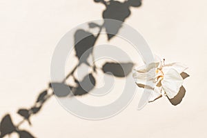 Styling, trend for bloggers. Dry white flower and shadow from the leaves
