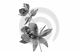 A stylised presentation of a columbine in black and white