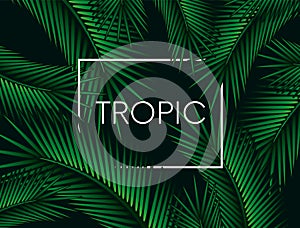 Stylish background with palm leaves. Beautiful concept design of a tropical poster, banner, cover or postcard. Vector illustration