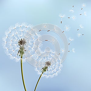 Stylish background with two dandelions blowing