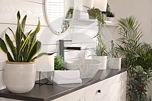 Stylish bathroom interior with vessel sink and beautiful plants