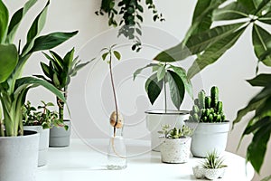 Stylish and botany composition of home interior garden filled a lot of plants in different design, elegant pots on the table.