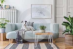 Stylish, bright, Scandinavian living room with cute dog lying on he sofa.