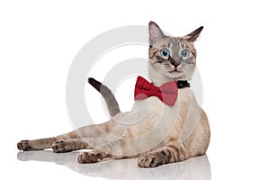 Stylish burmese cat in awe lying and looking to side photo