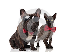 Stylish cat and dog couple wearing bowties