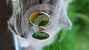Stylish cat with glasses lounges gracefully vertical video close-up elegance. Stylish cat symbol of beauty style chic in