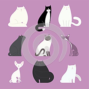 Stylish cat set with different feline bodies