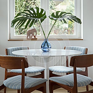 Stylish composition of dining room interior with design table, chairs, tropical leaf in vase, window and elegant decoration.