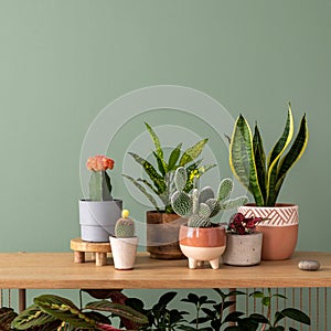Stylish composition of home garden interior filled a lot of beautiful plants, cacti, succulents, air plant in different design