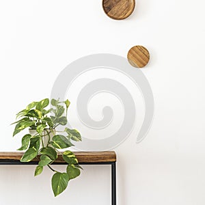 Stylish composition of living room interior with white wall, green plants in white hipster designed pots on the wooden.