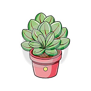 Stylish Crassula Perforata String of Buttons Design