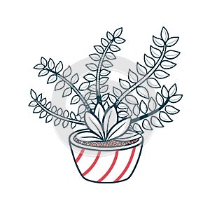 Stylish Crassula Perforata String of Buttons Design