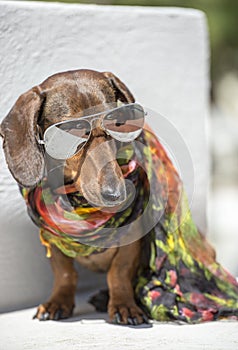 Stylish Dog Chills in Sunglasses