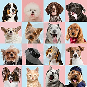 Stylish dogs and cats posing. Cute pets happy. Creative collage isolated on multicolored studio background