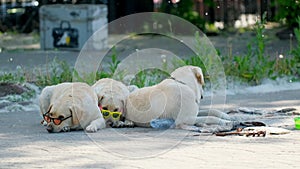 Stylish dogs wearing sunglasses in summer park. Tropical style brothers pet 4K.