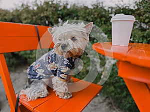 Stylish dressed brown Yorkshire Terrier dog, doggy sits at red table smelling paper cup. Cute puppy pet on coffee shop