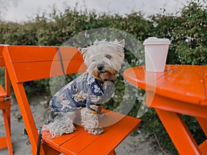 Stylish dressed brown Yorkshire Terrier dog, doggy sits at red table smelling paper cup. Cute puppy pet on coffee shop