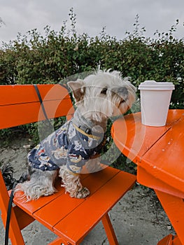 Stylish dressed brown Yorkshire Terrier dog, doggy sits at red table smelling paper cup. Cute puppy pet on coffee shop