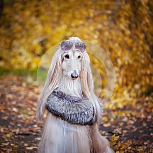 Stylish, fashionable dog, Afghan hound in a fur Manto and sunglasses photo