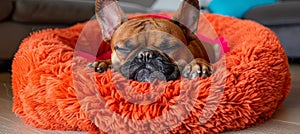 Stylish french bulldog puppy lounging in a cozy bed, a fashionable and elegant companion