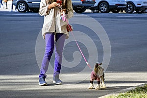 A stylish girl walks with her dog Yorkshire terrier on city street. Cute doggie on leash