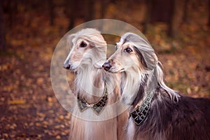 Stylish, gorgeous dogs, Afghan hounds