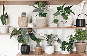 Stylish green plants and black watering can on wooden shelves. Modern hipster room decor. Cactus, calathea, dieffenbachia,