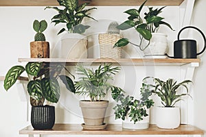 Stylish  green plants and black watering can on wooden shelves. Modern hipster room decor. Cactus, dieffenbachia, epipremnum,