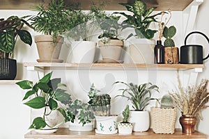 Stylish green plants and black watering can on  wooden shelves. Modern hipster room decor. Cactus, pothos, asparagus, calathea,
