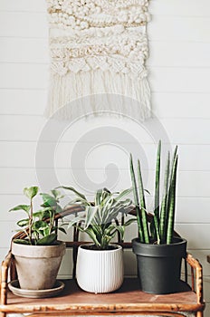 Stylish green plants in pots on wooden vintage stand on background of white rustic wall with embroidery hanging. Peperomia,