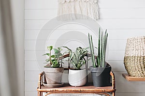 Stylish green plants in pots on wooden vintage stand on background of white rustic wall with embroidery hanging. Peperomia,