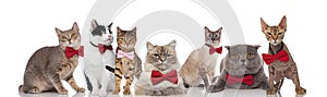 Stylish group of cats wearing red and pink bowties