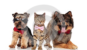 Stylish group of three dogs and cats with bowties and sunglasses